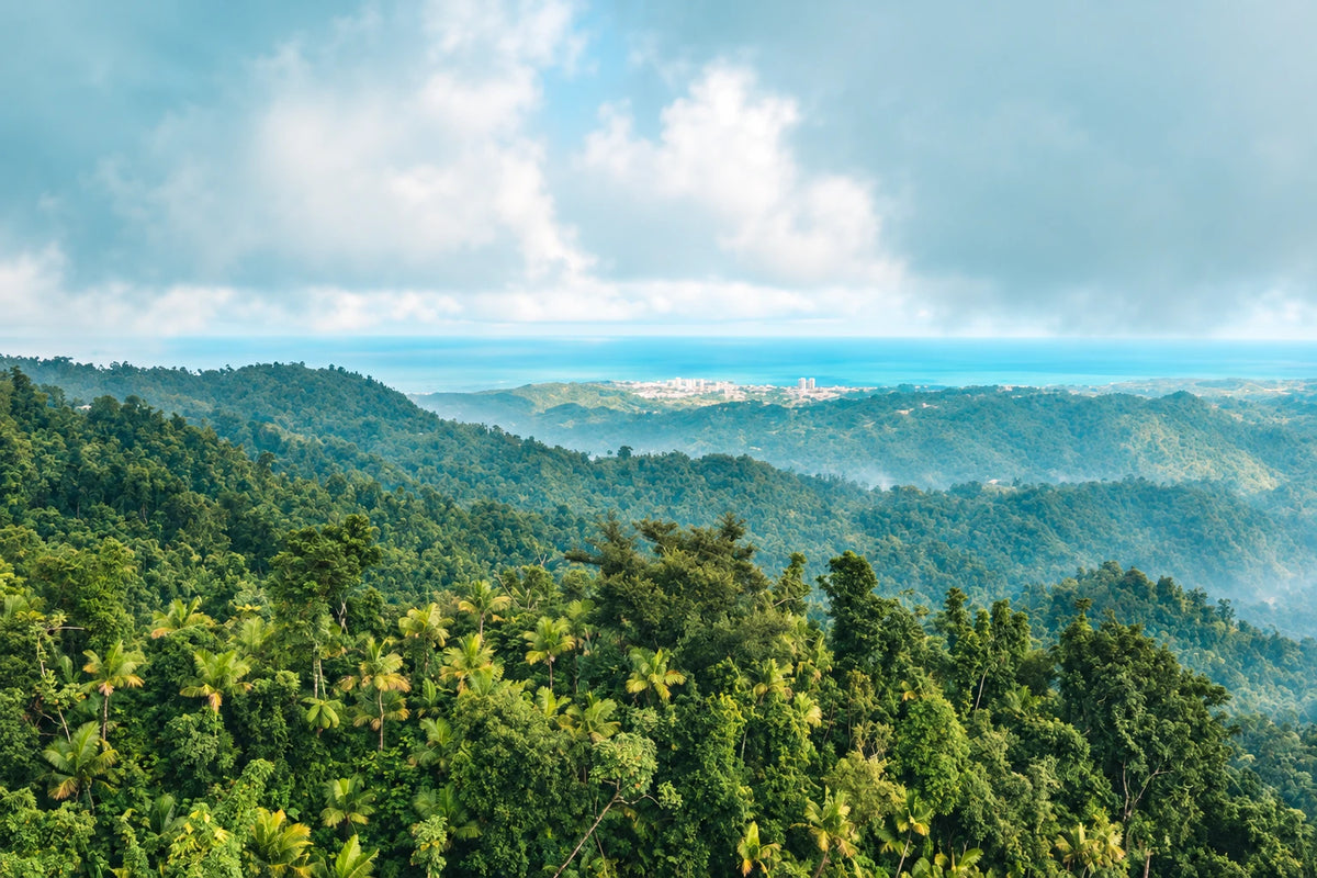 Rainforest hills rolling down to the ocean in Puerto Rico